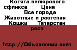 Котята велюрового сфинкса. .. › Цена ­ 15 000 - Все города Животные и растения » Кошки   . Татарстан респ.